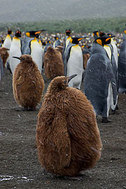 Picture 'Ant1_1_01433 Aptenodytes Patagonicus, Chick, King Penguin, Molt, Penguin, Antarctica and sub-Antarctic islands, South Georgia, Gold Harbour'